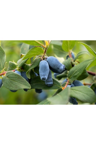 Жимолость їстівна Югана плоди